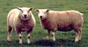 sheep genetics