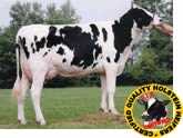 Garsa Livestock Exporters