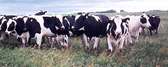 dairy heifers on line
