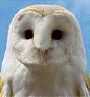 barn owl