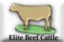 elite beef cattle