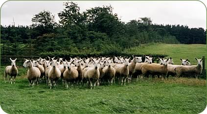 Ewes in the Middle Dukesfield flock.