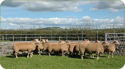 Ram lambs entered for the NSA Builth Ram Sale in September 2004 which averaged &pound;405 for eight. 