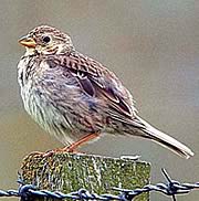 Corn Bunting 