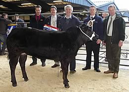 Champion Heifer