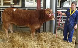 Scorboro Unity top price heifer at 2,800gns