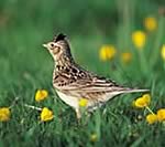 Skylark