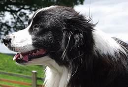 collie dog