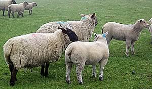 beltex sheep