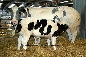 Woodview Shannon & Welton Anota - 5,500gns
