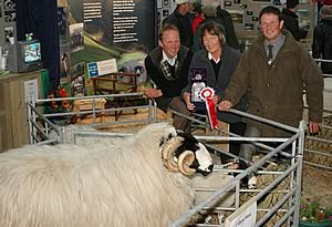 Rough Fell Sheep
