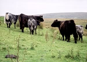Blue Grey Cattle