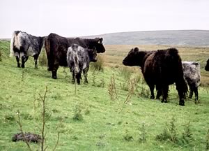 Blue Grey Cattle 