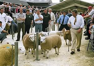 texel rams