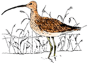 Cumbria FWAG curlew