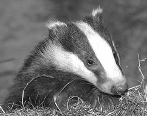 badger