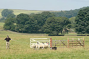 sheepdog trials