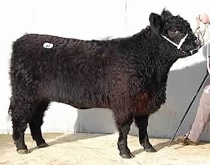 galloway heifer