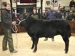 limousin cross heifer