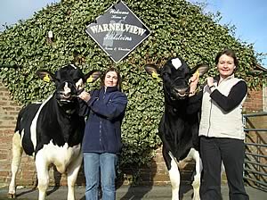 Warnelview holsteins