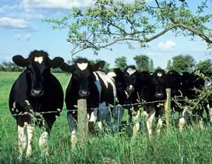 dairy heifers