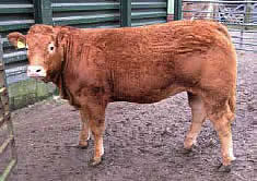Pennys Vamp - 3600gns