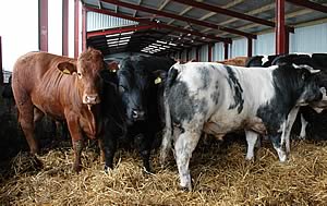 beef cattle