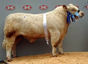 charolais bull