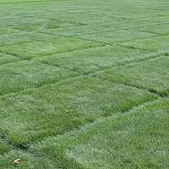 perennial ryegrass