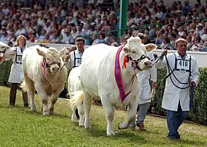 Cattle parade