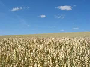 wheat field