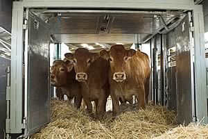 Heifers on their way to Poland