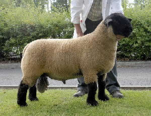 suffolk