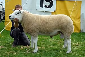 Champion Texel