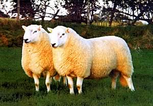 Brecknock Hill Cheviot Rams