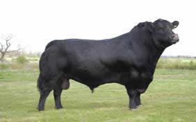 aberdeen angus