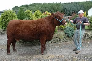 Alisdair Davidson with the show cow Chapelpark Trudy