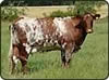 blelack beef shorthorn