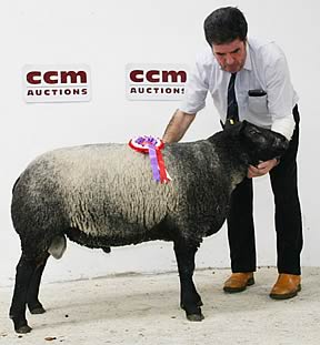 David Alexander and his Blue Texel champion