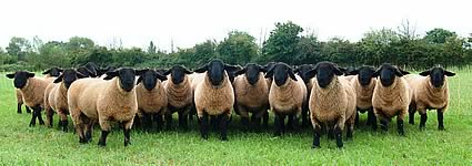 Suffolk Ram Lambs