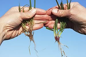 perennial ryegrass plants