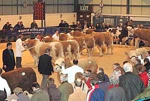 Simmental judging