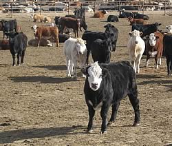 beef cattle