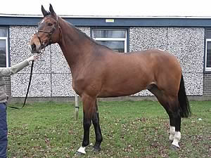 Jester, a bay gelding, sold for 5,000gns