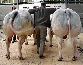 Belgian Blue cattle at Skipton