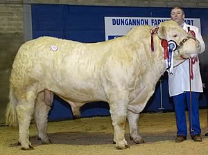 Solitude Aled at 7,000gns from John McMordie