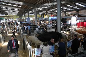 beef expo