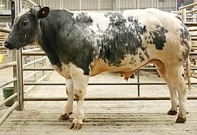 Belgian Blue Bull