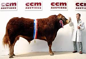 Peter Goldsborough, of Manor House, East Cowton, Northallerton, tends his 2006 Skipton pedigree Limousin champion.