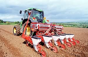 Maize drilling
